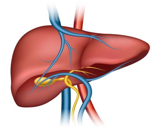 Human liver structure. Organ human, medical science, health internal, vector illustration